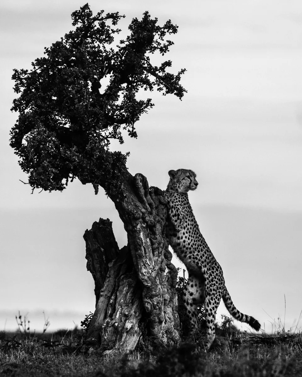 Cheetah Standing, 2019, by Laurent Baheux