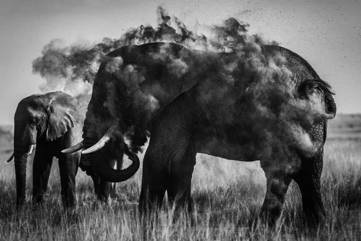 Elephant in Dust, 2013, by Laurent Baheux