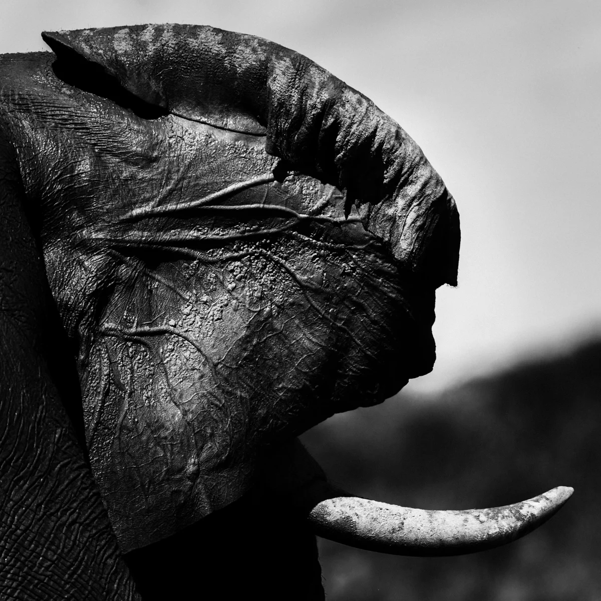 Elephant’s Ear, 2010, by Laurent Baheux