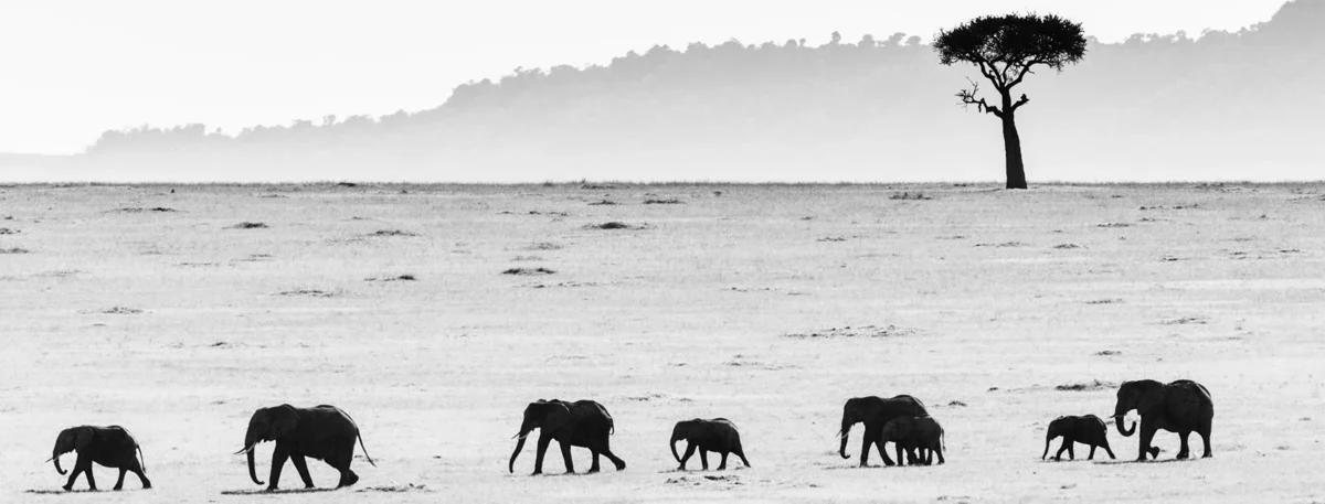 Giants Crossing the Plain, 2006, by Laurent Baheux