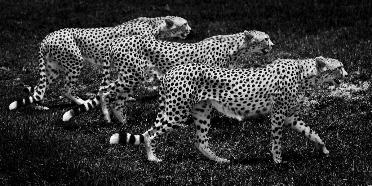 3 Cheetahs Brothers, 2006, by Laurent Baheux
