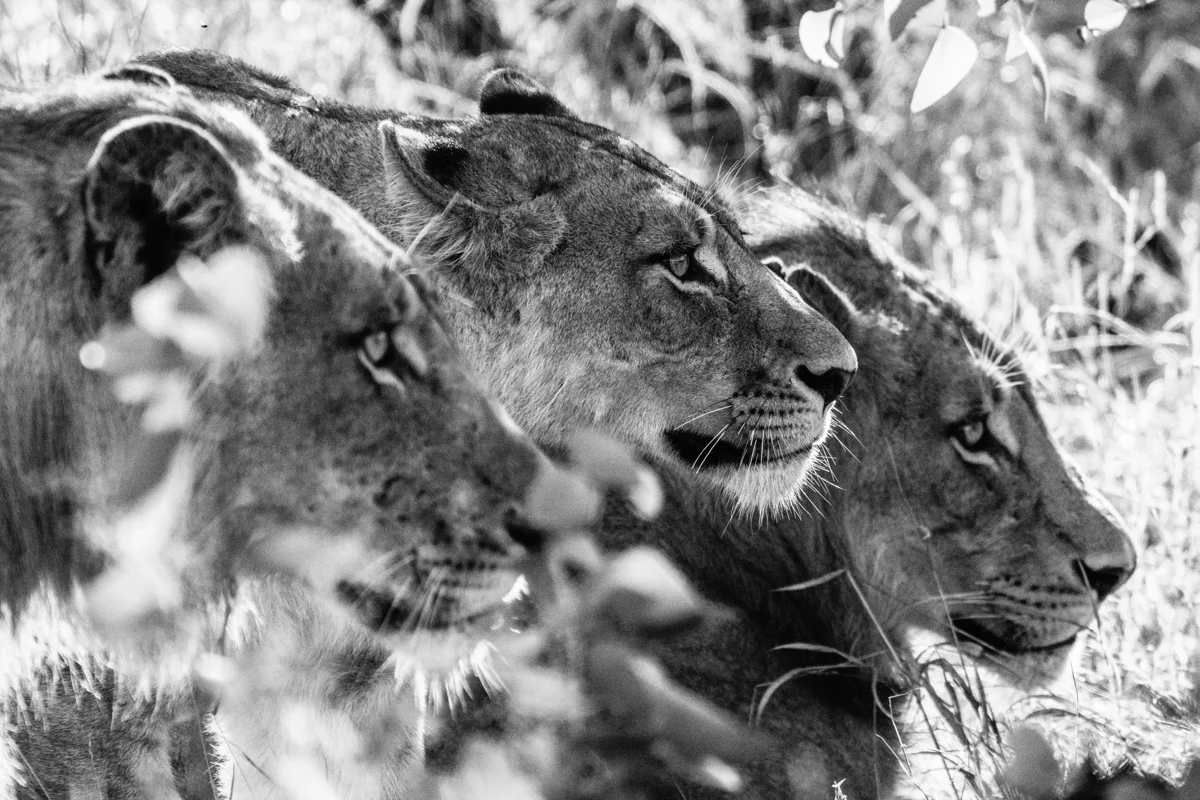 3 Hunting Lions II, 2024, by Laurent Baheux