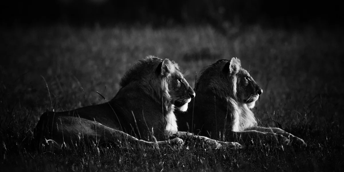 2 Brothers in the Morning Light, 2006, by Laurent Baheux
