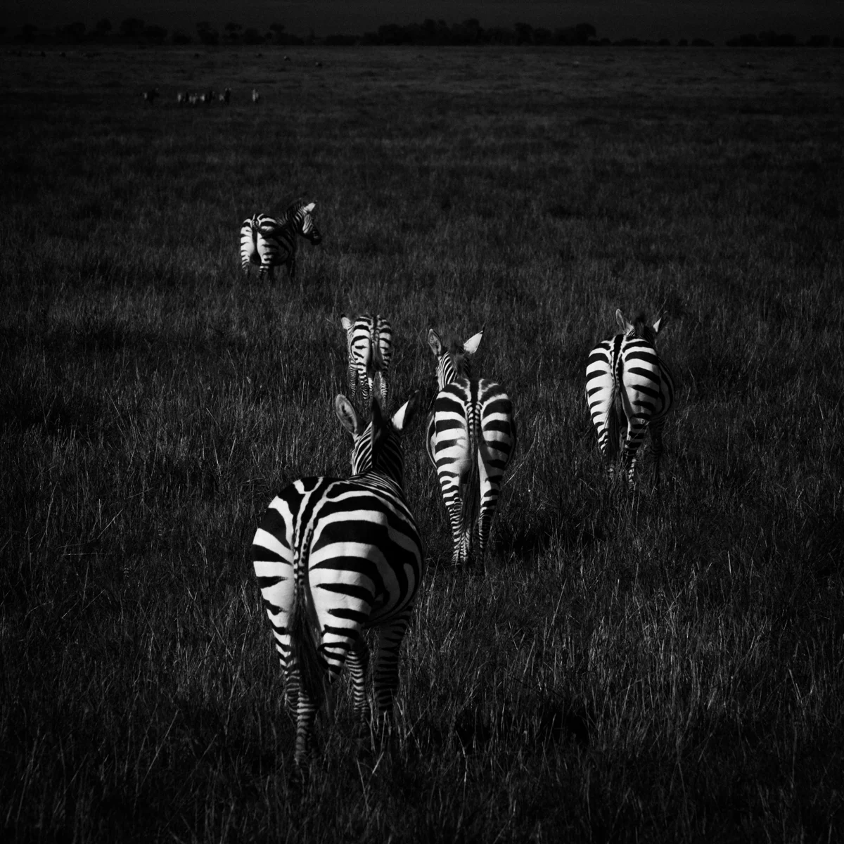 Zebras in the Plain, 2006, by Laurent Baheux