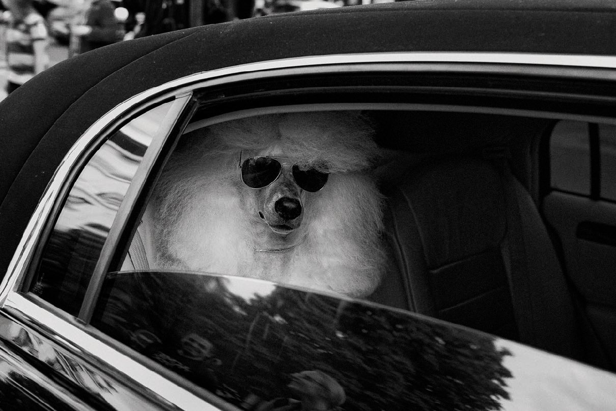 Rock Star, Paris 2008, by Steven Lyon