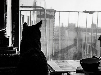 Cats dream