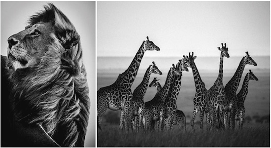 Laurent Baheux work