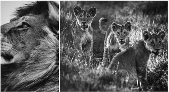 Laurent Baheux work