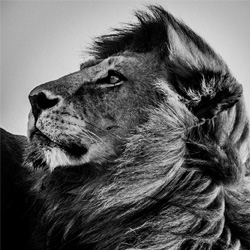 Laurent Baheux work